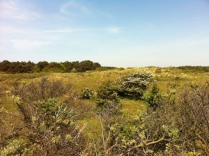 duinen bakkum