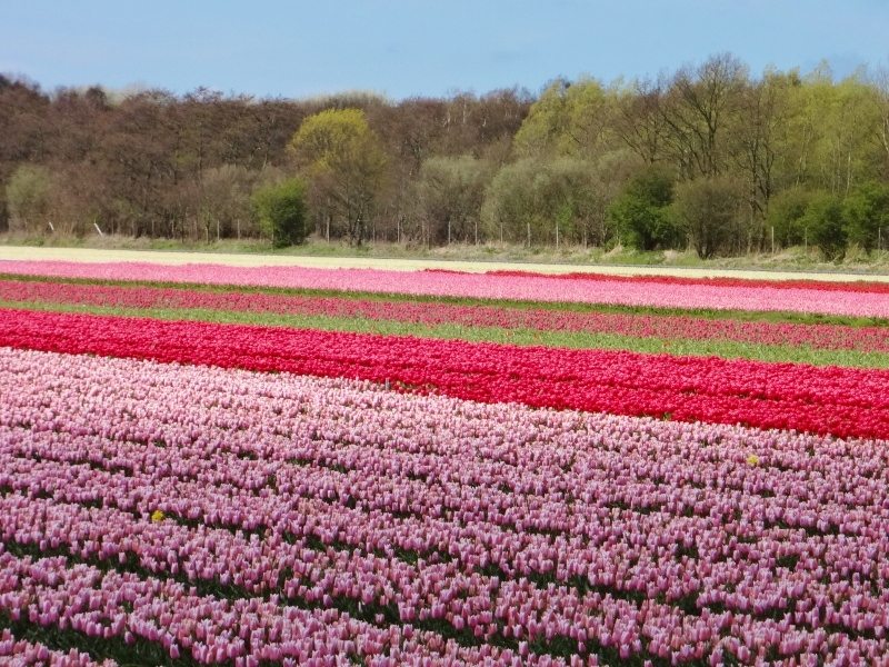 Bloemenvelden | Buitenhuisje | Caravanity