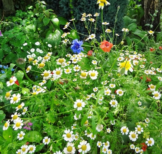 Wilde bloemen | tuin | buitenhuisje